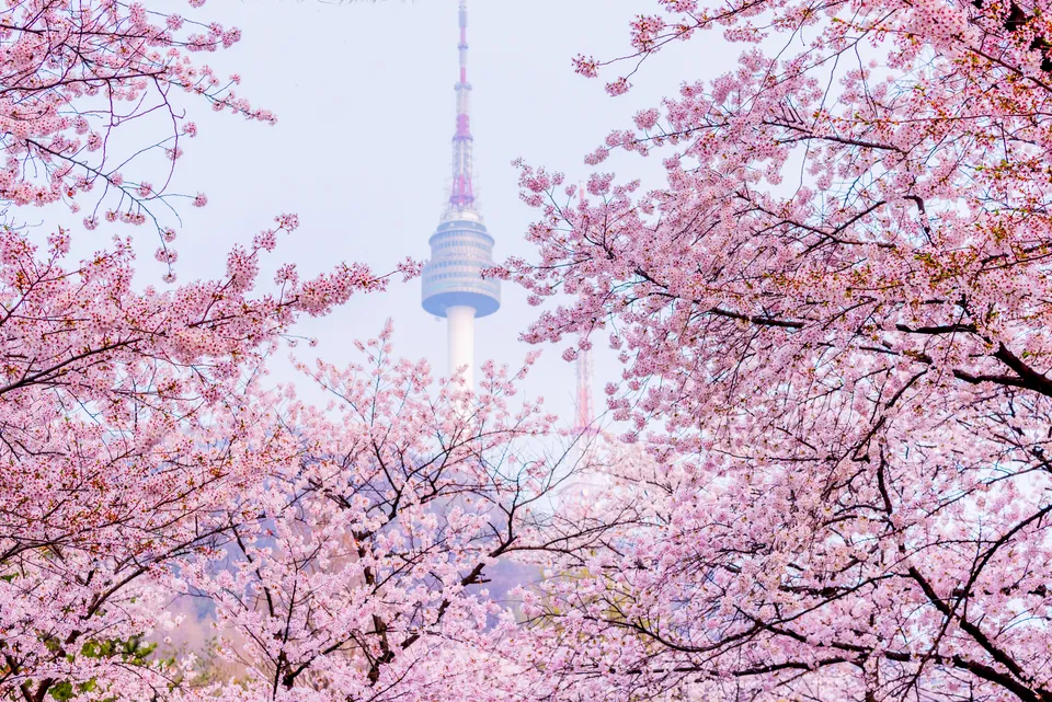Korea Cherry Blossom Group Tours 2027: The Early-Booking B2B Guide for Travel Agents