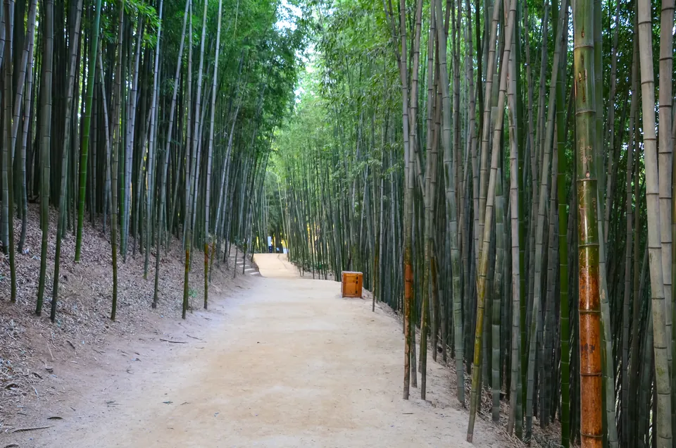 Gwangju and Damyang for Groups: Bamboo, Art and Memory