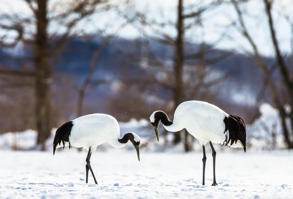Cheorwon Crane Watching for Groups: A Winter B2B Guide
